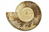 Polished Jurassic Ammonite (Perisphinctes) - Madagascar #270941-1